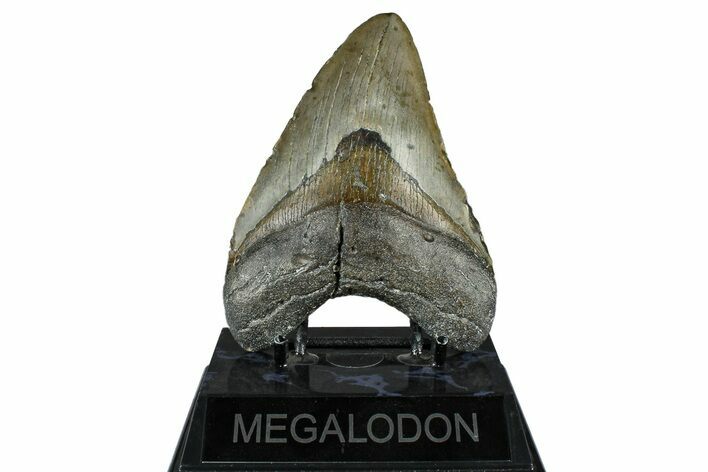 Fossil Megalodon Tooth - North Carolina #370212